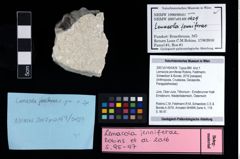 NHMW-GEO-2007z0149-0429_Ol_02.tifLemacola jenniferae (Robins, Feldmann, Schweitzer & Bonde, 2016)  (NHMW-GEO-2007z0149-0429)